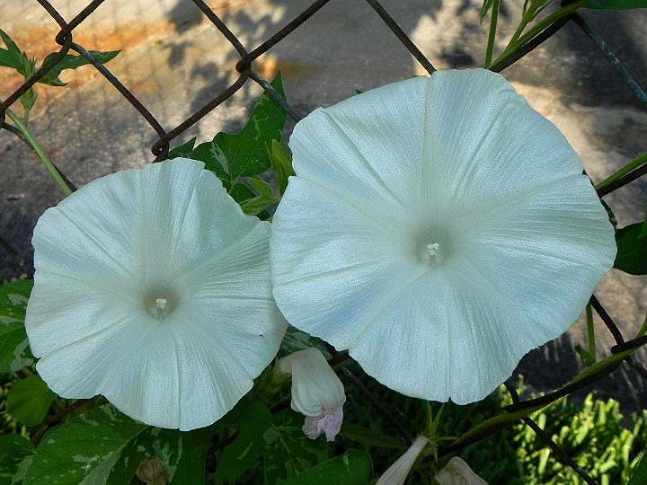 dscn7730