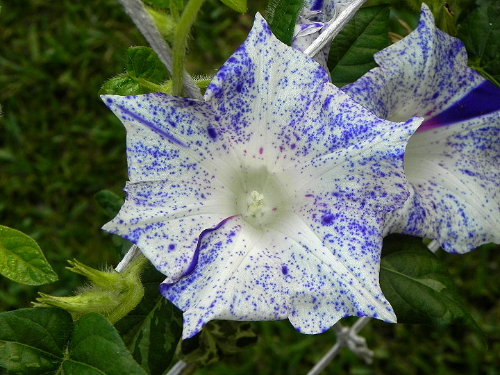 dscn7919