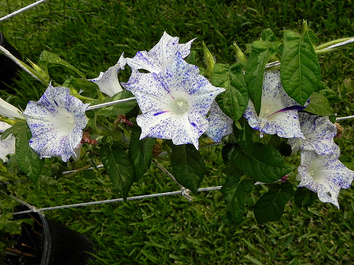 dscn8134