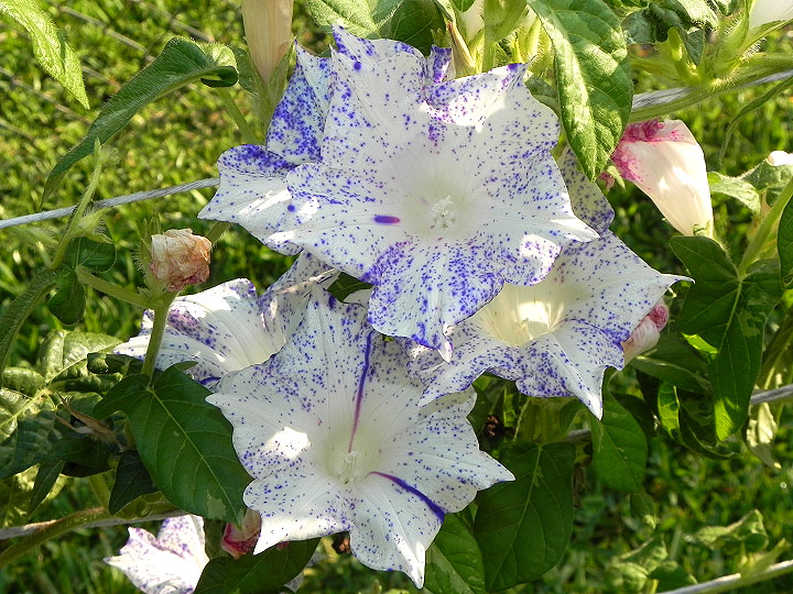 dscn8227
