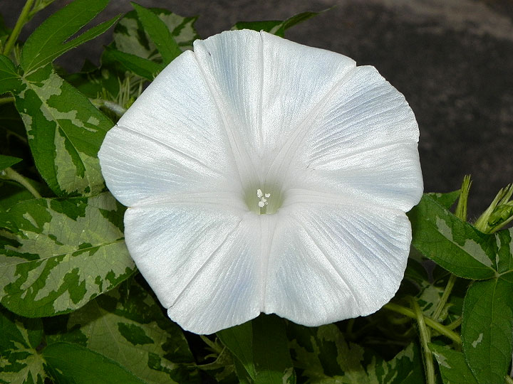dscn9064