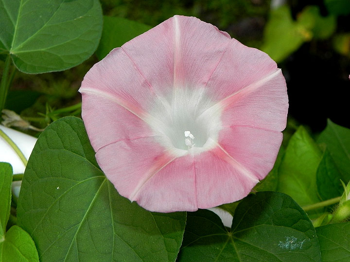 1DSCN1136