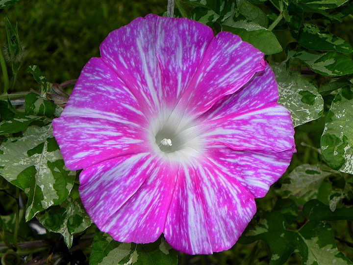 1DSCN6591