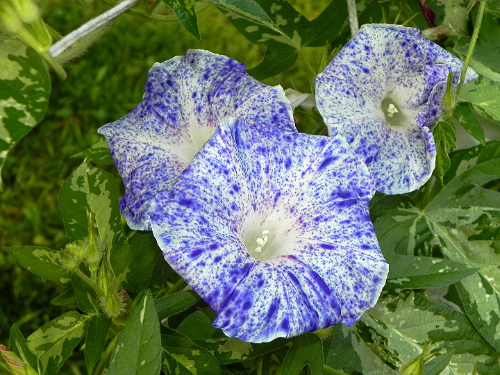 2DSCN1447