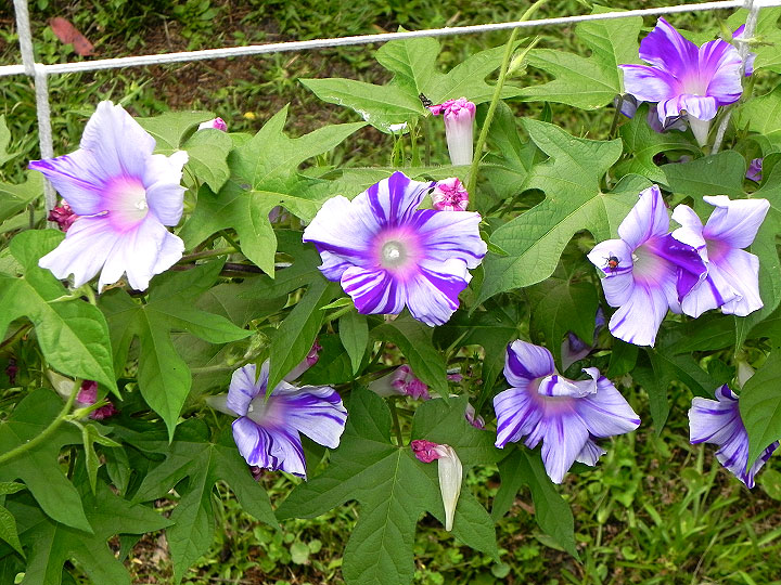 2DSCN2792