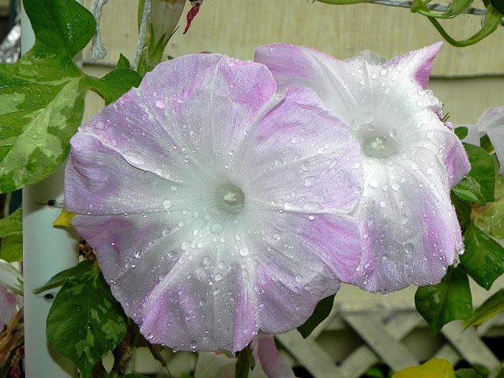 2DSCN3734