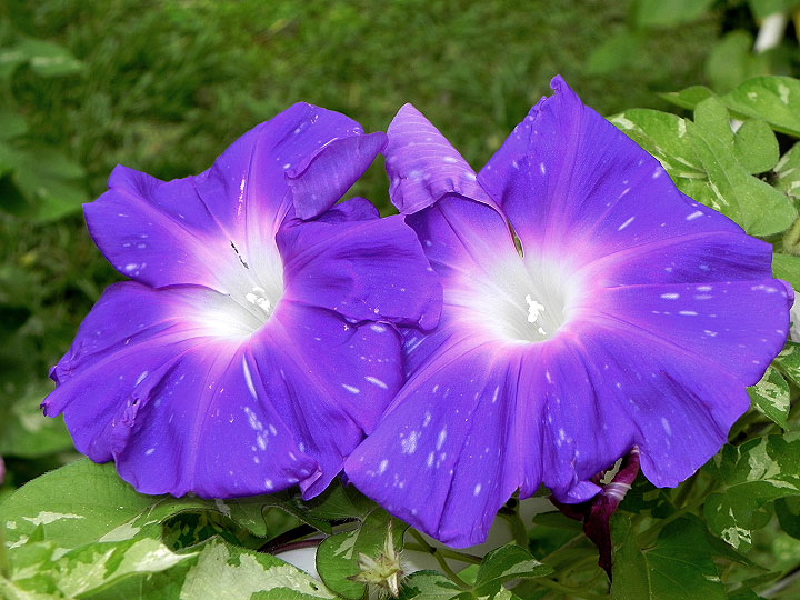 2DSCN4535