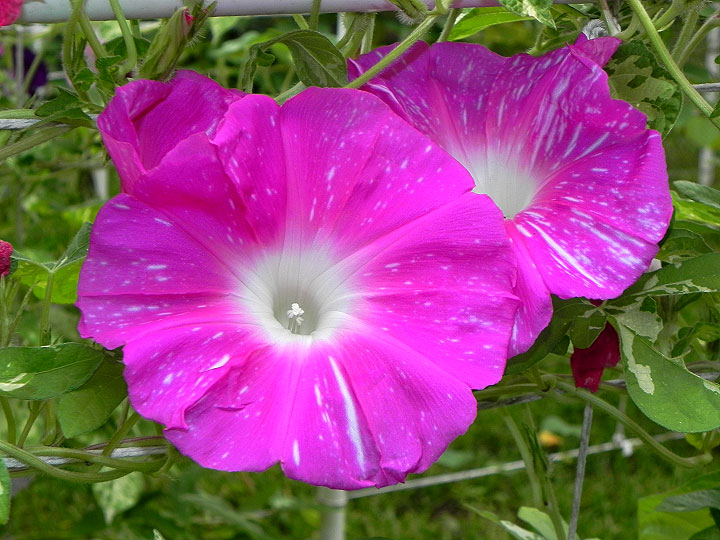 3DSCN6594