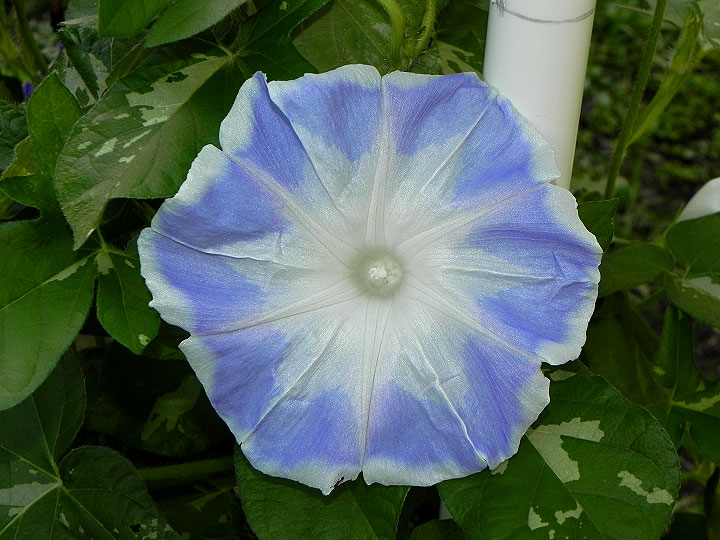 4DSCN0540