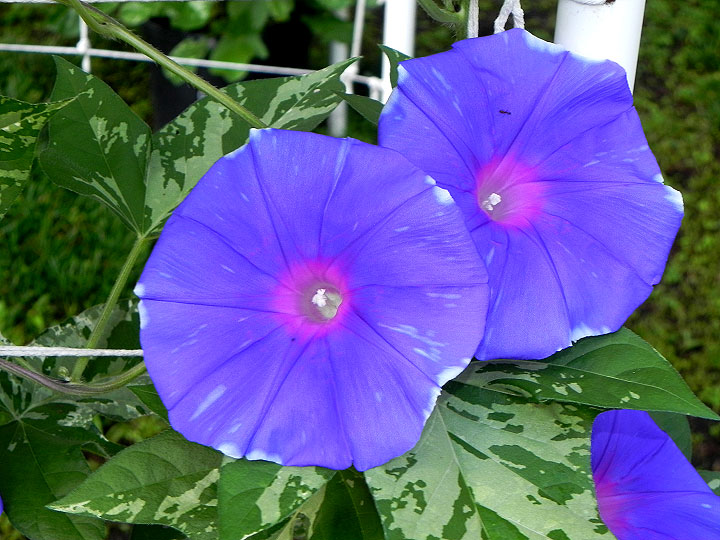 5DSCN0330