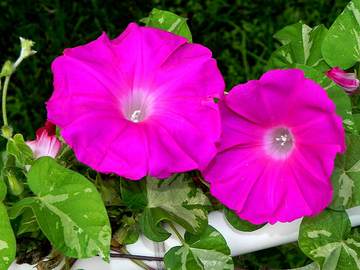 5DSCN1007