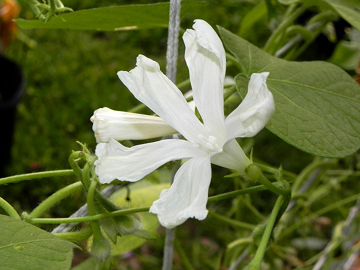 5DSCN3292