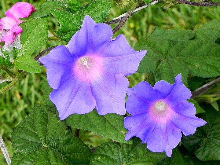 5DSCN4988