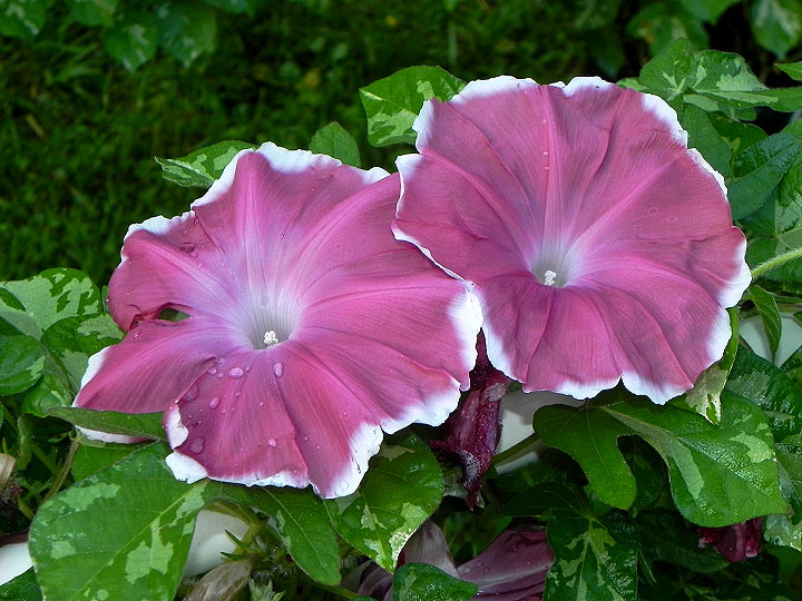 5DSCN6801