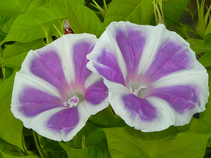 5DSCN8554