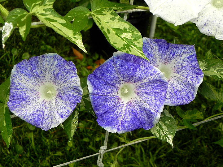 5DSCN9812