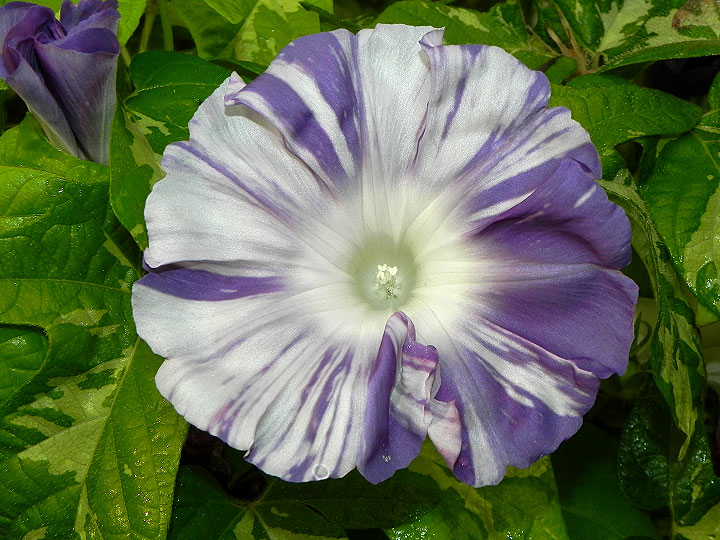 6DSCN11722