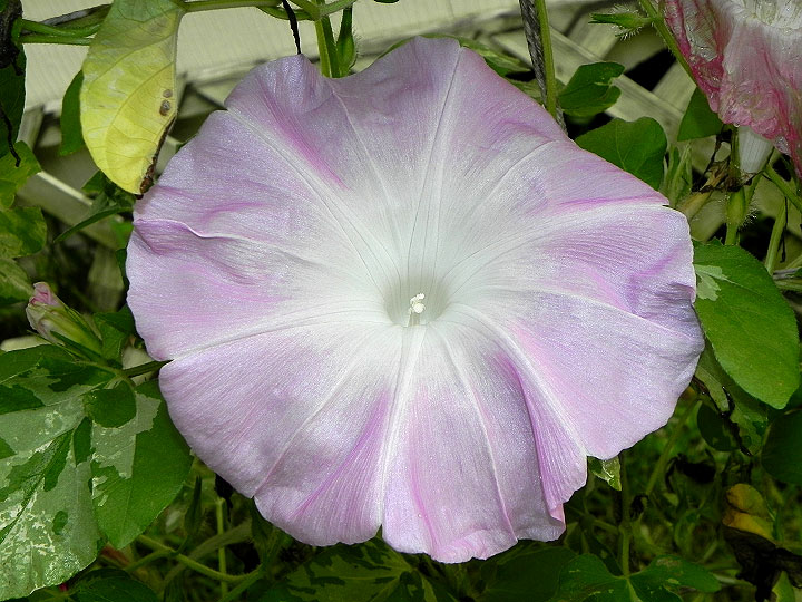 6DSCN6315_01