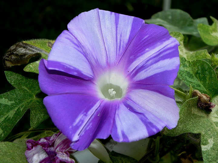 DSCN0006