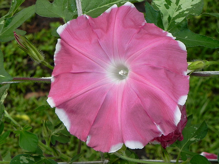 DSCN0275