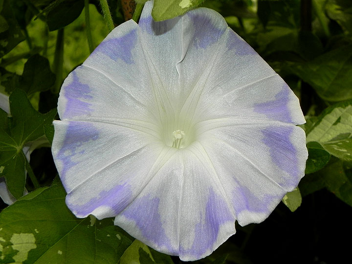 DSCN0282
