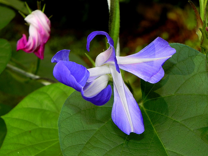 DSCN0363