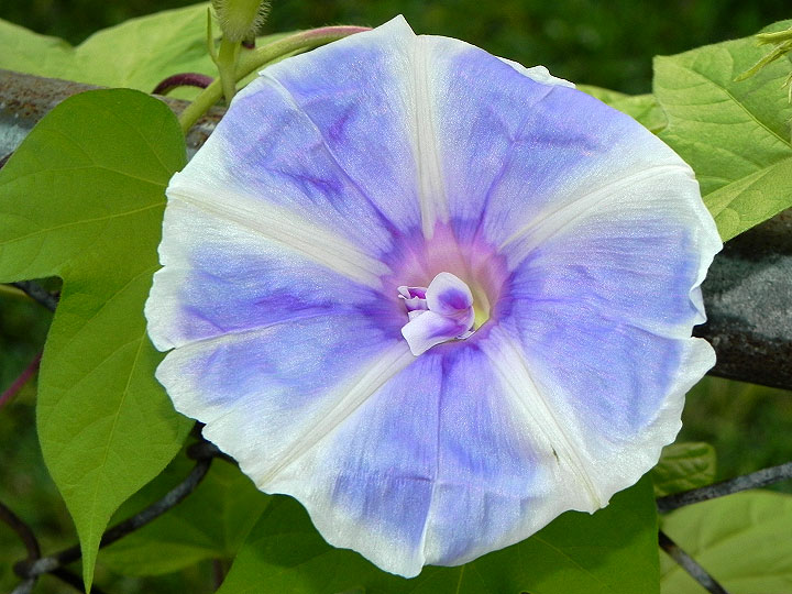 DSCN0423