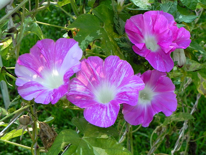 DSCN0487