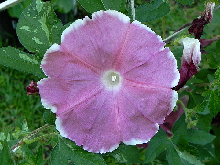 DSCN0526