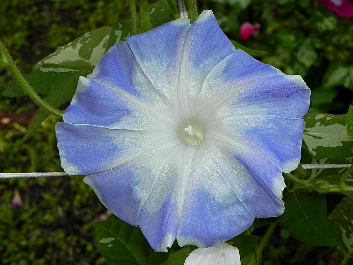 DSCN0539