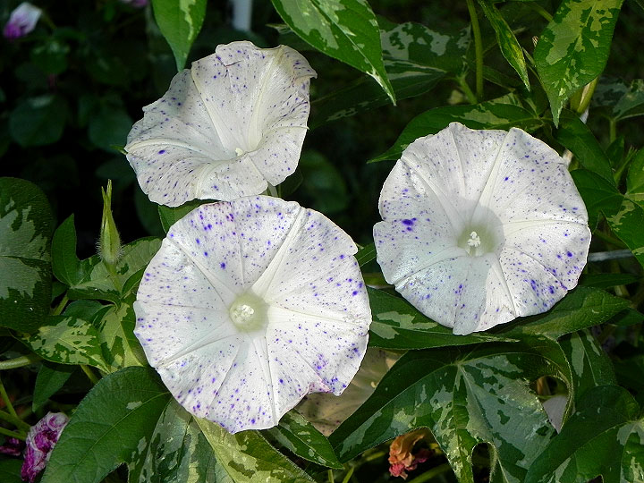 DSCN0603