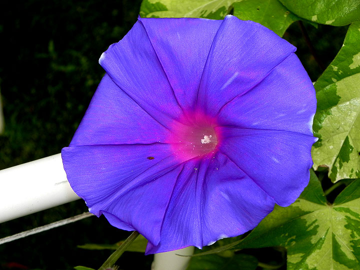 DSCN0636_01