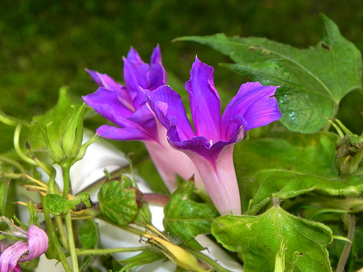 DSCN0651