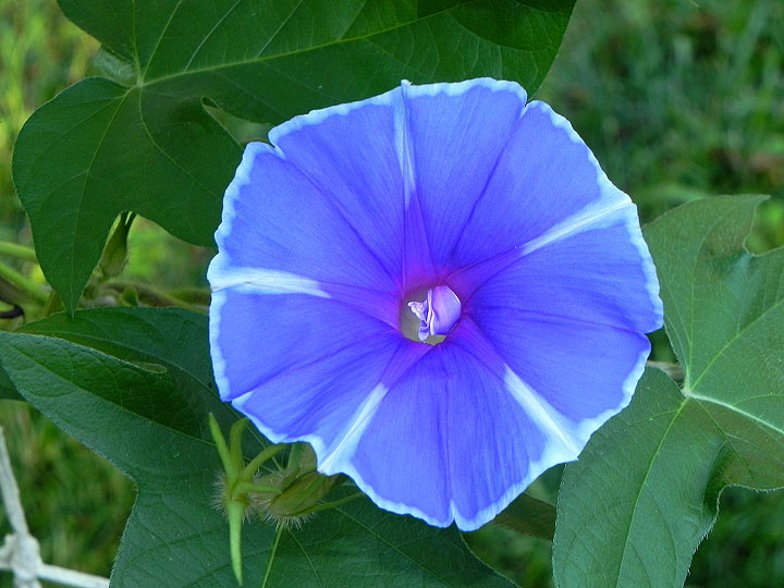 DSCN0675