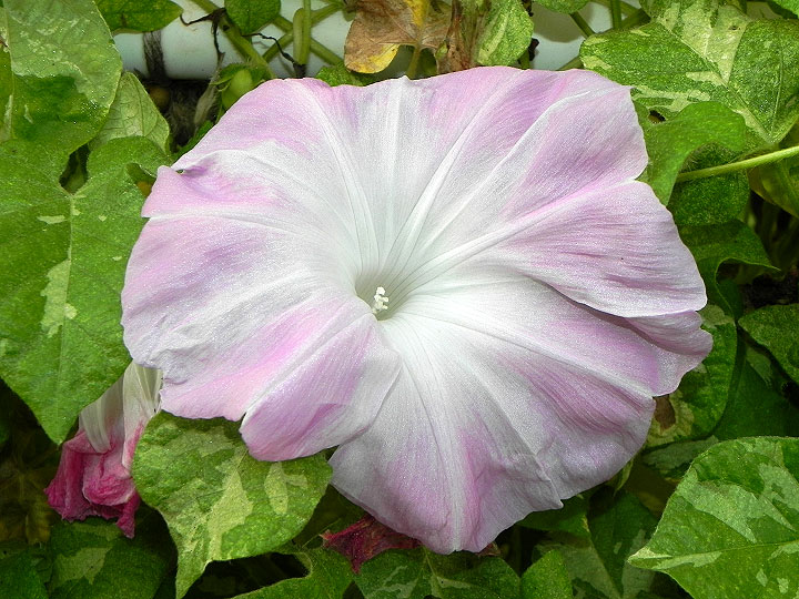 DSCN0764