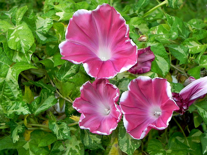 DSCN0774