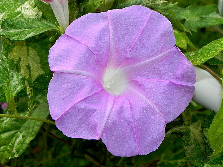 DSCN0781