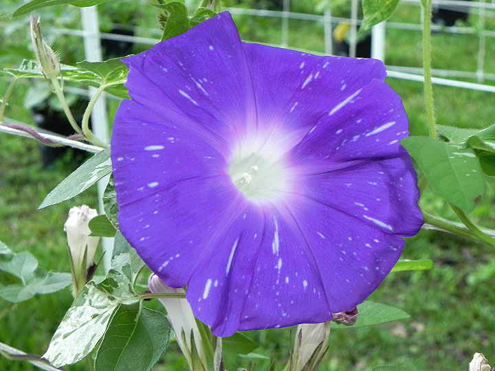 DSCN0782