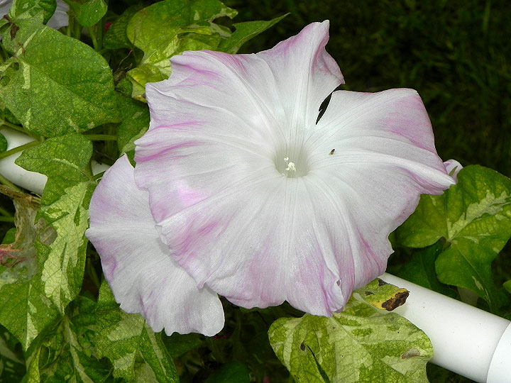 DSCN0969