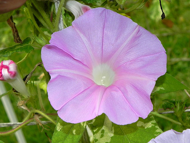 DSCN0984