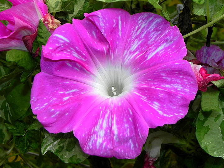 DSCN0990