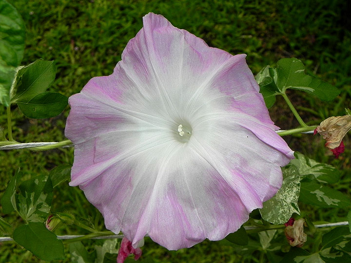 DSCN1047