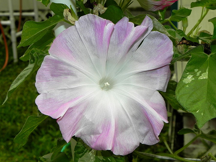 DSCN1052