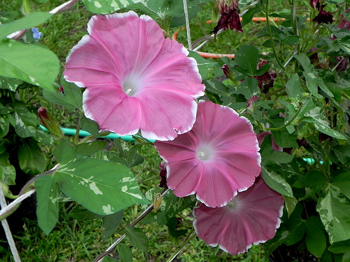 DSCN1078
