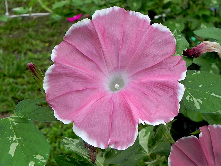 DSCN1079