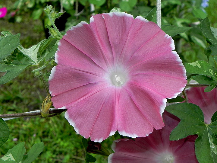 DSCN1080