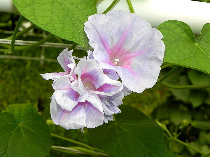 DSCN1086
