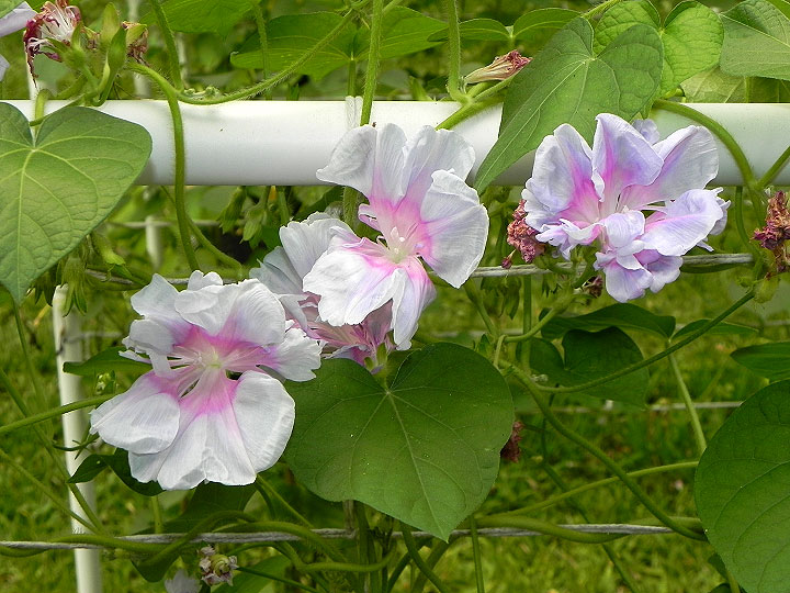 DSCN1089