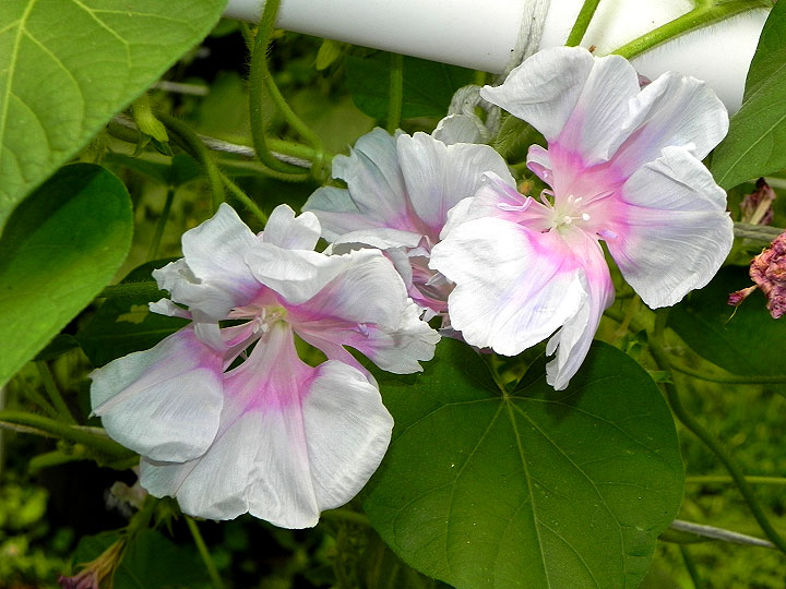 DSCN1091