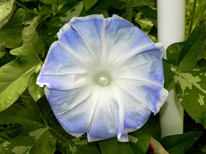 DSCN1093